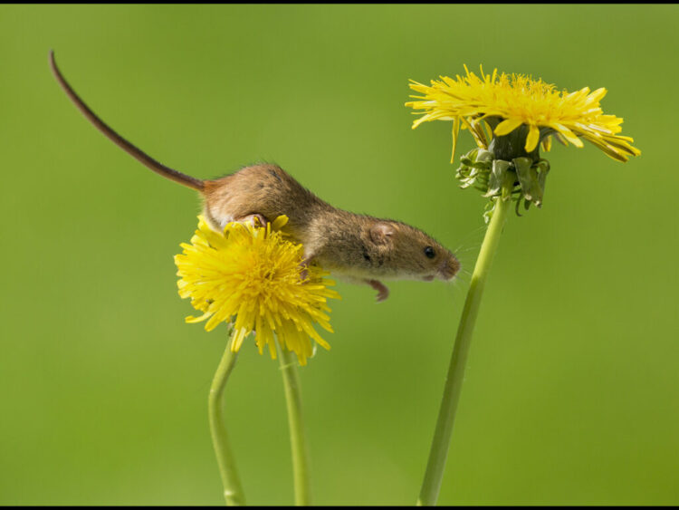 Balancing act