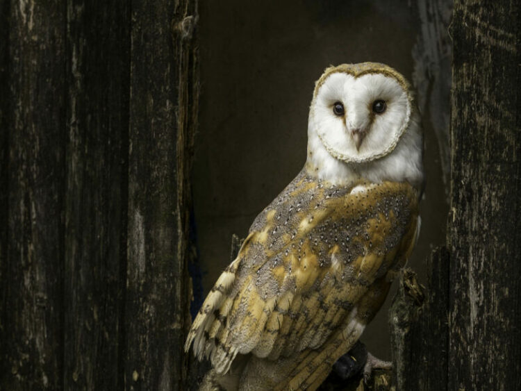 Tyto alba